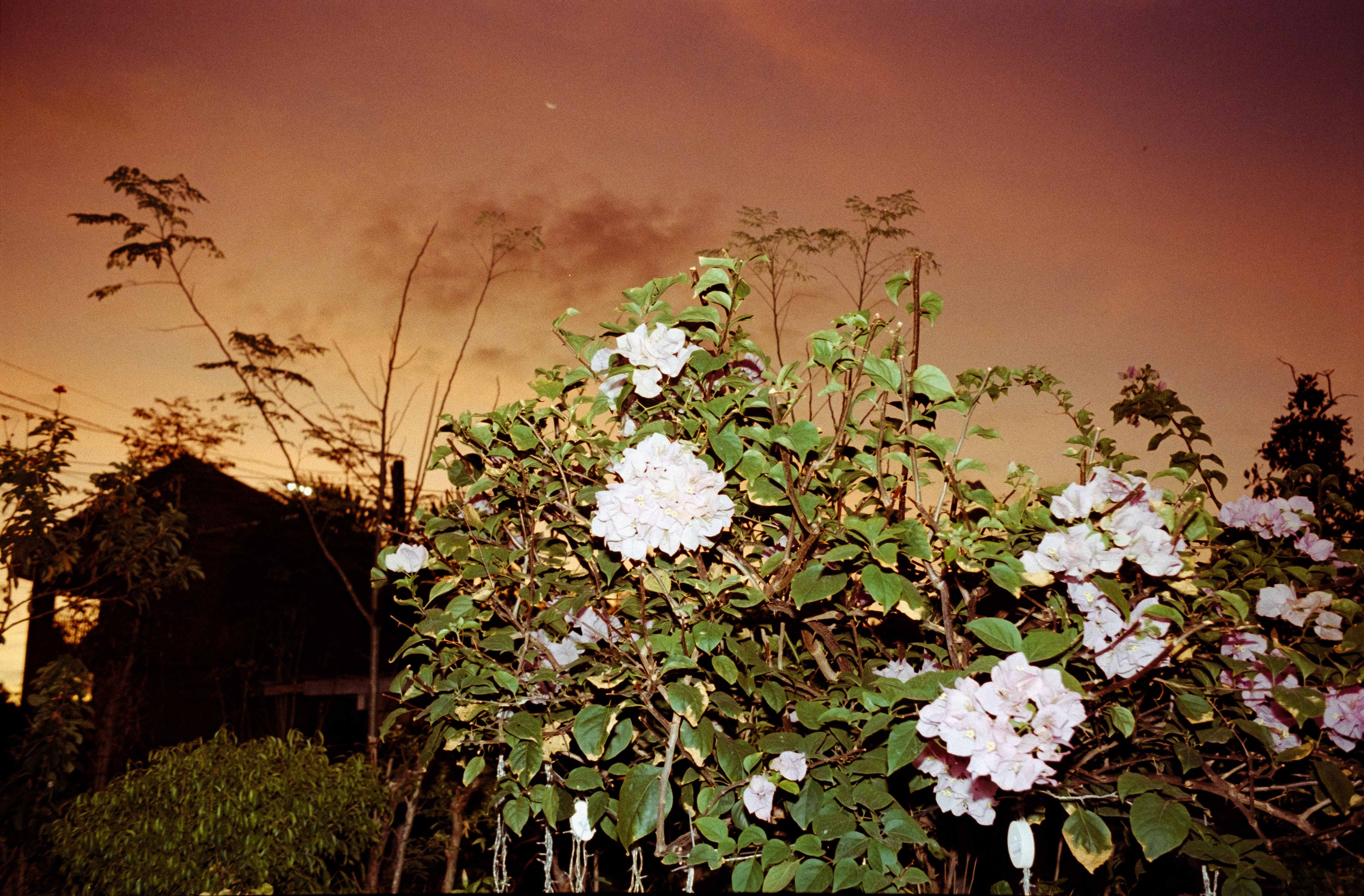 Dev & Scan (35mm) — C41